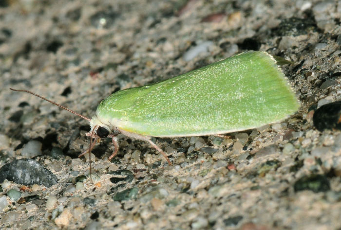 Noctuidi verdi